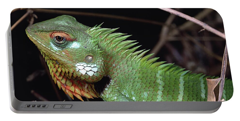 Feb0514 Portable Battery Charger featuring the photograph Lizard Portrait Sinharaja Biosphere by Mark Moffett