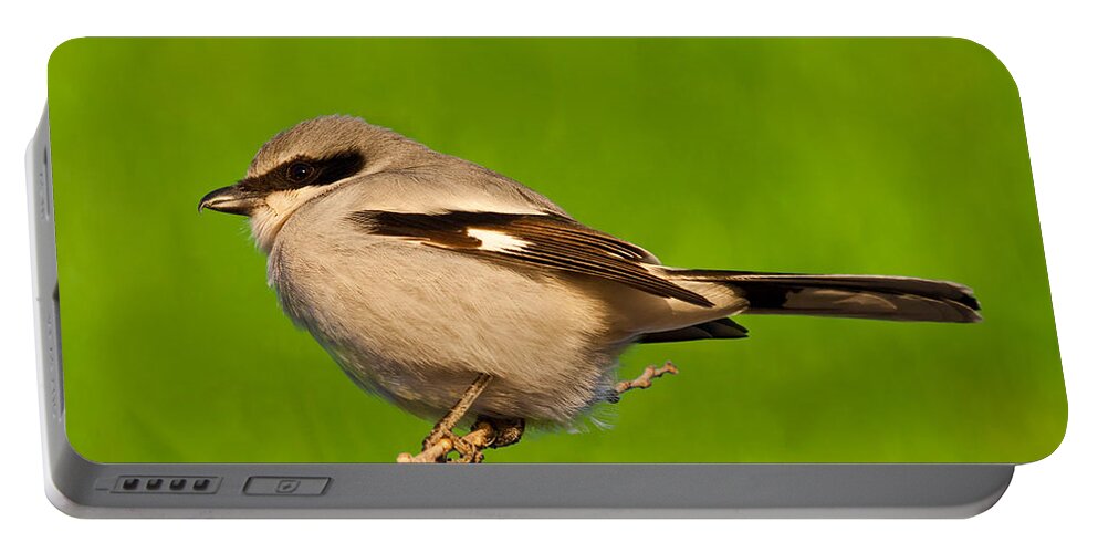 Animal Portable Battery Charger featuring the photograph Loggerhead Shrike by Jeff Goulden