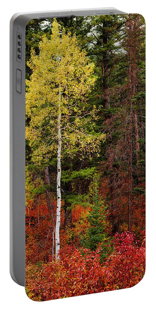 Lone Aspen In Fall Portable Battery Charger featuring the photograph Lone Aspen in Fall by Chad Dutson
