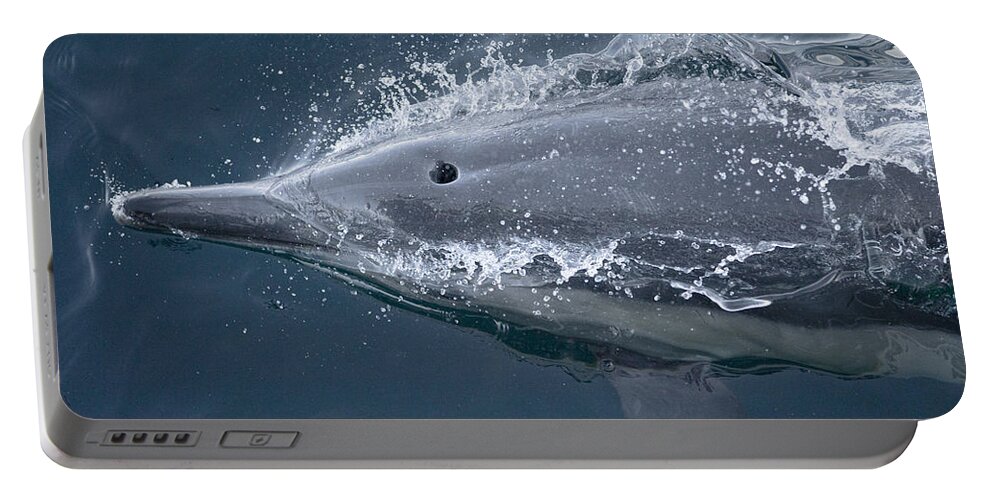 Feb0514 Portable Battery Charger featuring the photograph Long-beaked Common Dolphin Baja by Flip Nicklin