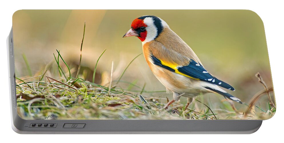 Goldfinch Looking Around Portable Battery Charger featuring the photograph Looking around by Torbjorn Swenelius