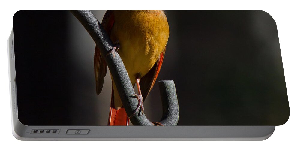 Female Cardinal Portable Battery Charger featuring the photograph Looking For My Man Bird by Robert L Jackson