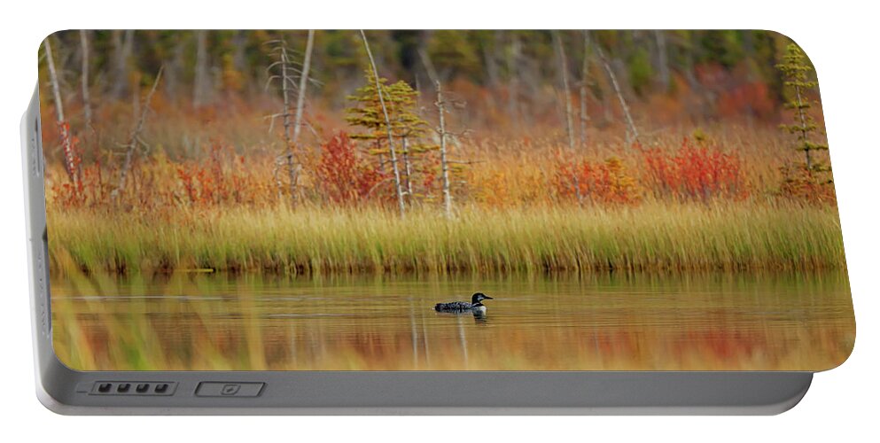 Alberta Parks Portable Battery Charger featuring the photograph Loon Gavia Immer Swimming On Talbot by Ron Harris