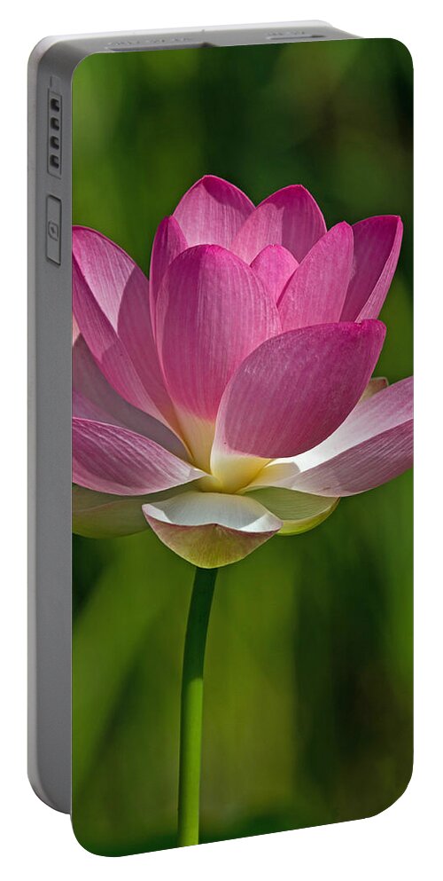 Lotus Portable Battery Charger featuring the photograph Lotus Bloom by Jerry Gammon