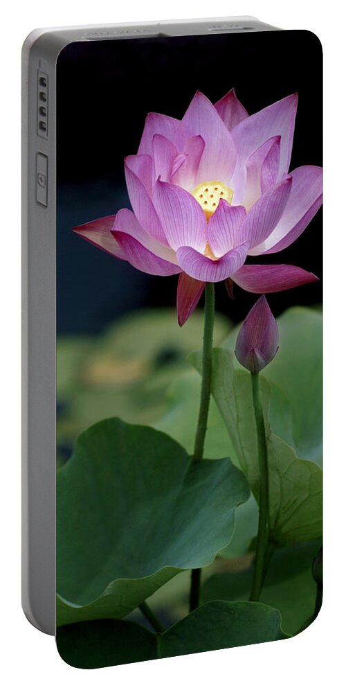 Lotus Blossom Portable Battery Charger featuring the photograph Lotus Blossom by Penny Lisowski