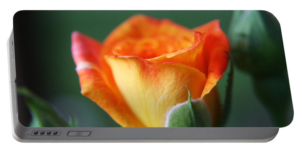 Rose Portable Battery Charger featuring the photograph Louisiana Orange Rose by Ester McGuire