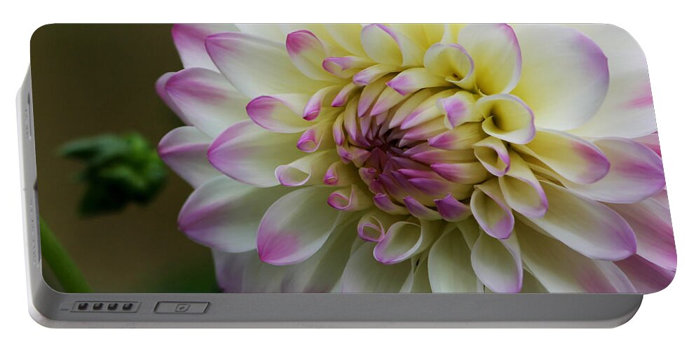 Dahlia Portable Battery Charger featuring the photograph Loving You by Jeanette C Landstrom