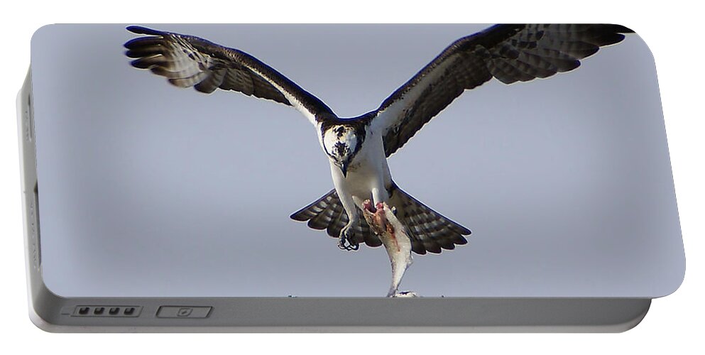 Osprey Portable Battery Charger featuring the photograph Lunch Time by Chauncy Holmes