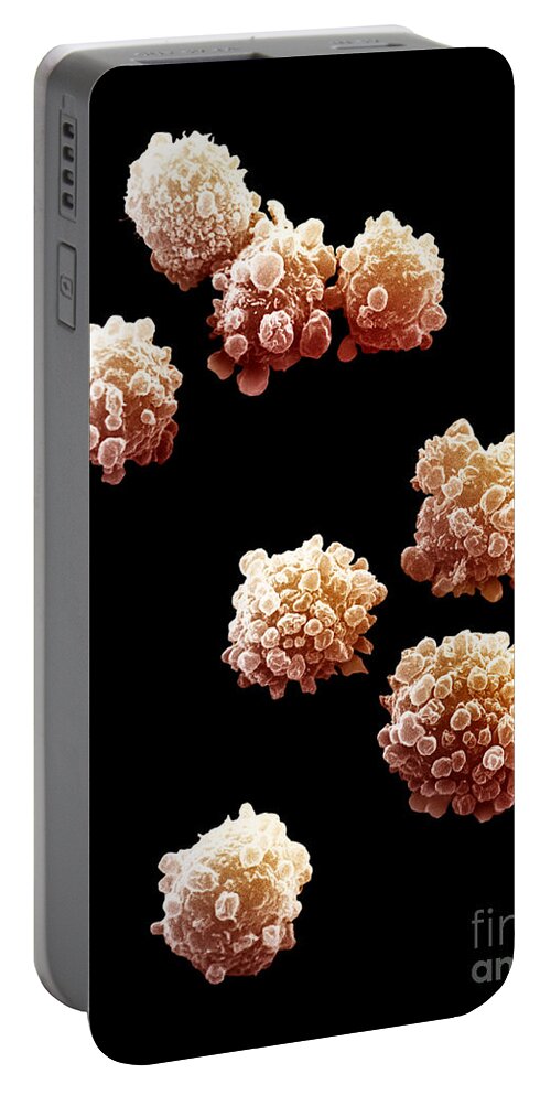 Lymphocytes Portable Battery Charger featuring the photograph Lymphocytes Undergoing Apoptosis by David M. Phillips