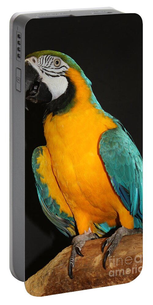 Macaw Hanging Out Portable Battery Charger featuring the photograph Macaw Hanging Out by John Telfer