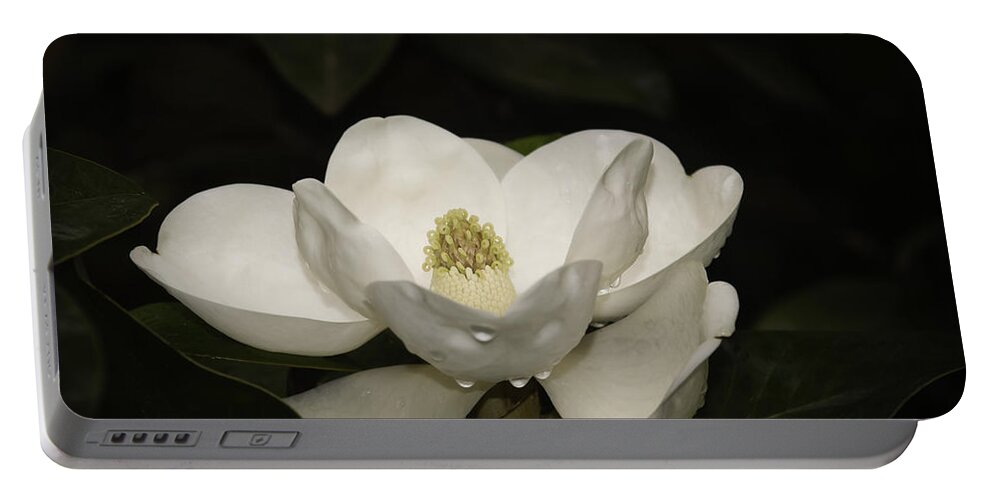 Magnolia Portable Battery Charger featuring the photograph Magnolia by Penny Lisowski