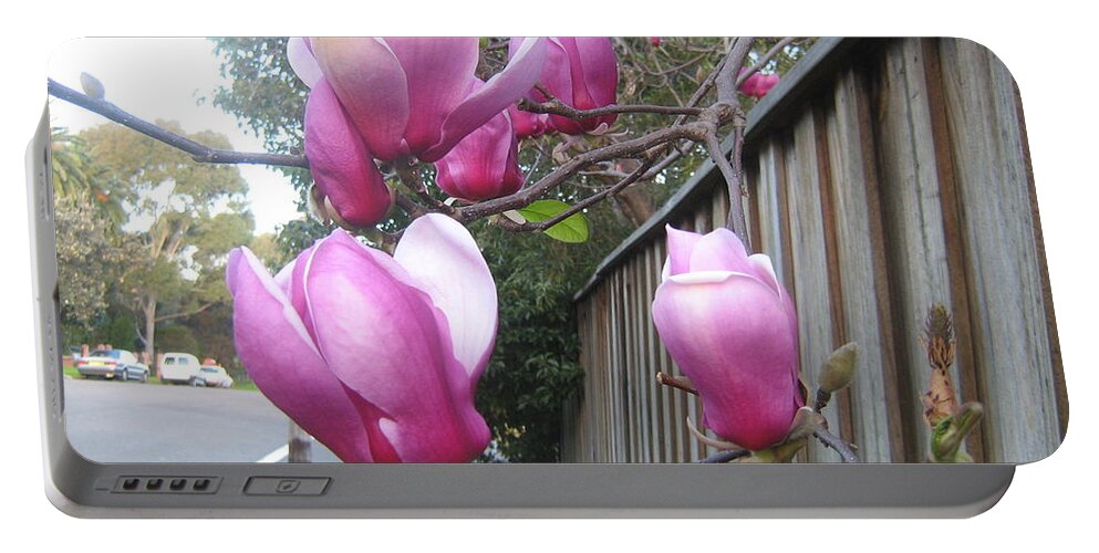 Magnolias Portable Battery Charger featuring the photograph Magnolias in bloom by Leanne Seymour