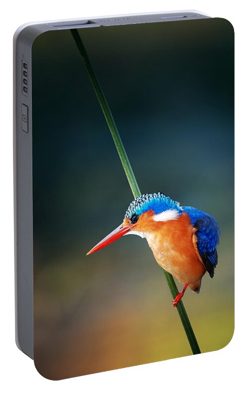 #faatoppicks Portable Battery Charger featuring the photograph Malachite Kingfisher by Johan Swanepoel