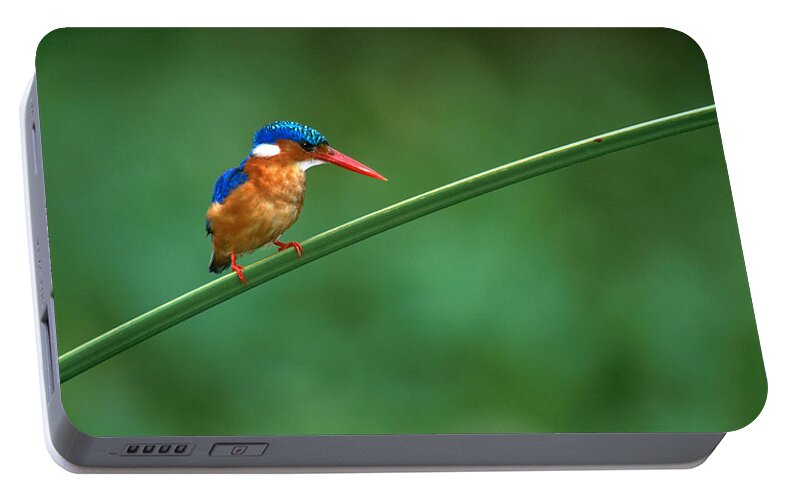 Photography Portable Battery Charger featuring the photograph Malachite Kingfisher Tanzania Africa by Panoramic Images