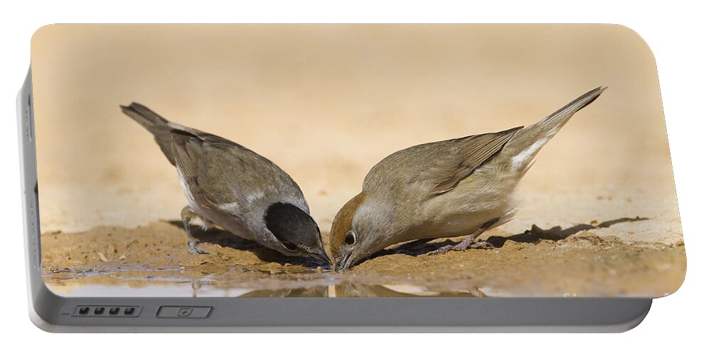 Blackcap Portable Battery Charger featuring the photograph Male and female Eurasian Blackcap by Eyal Bartov