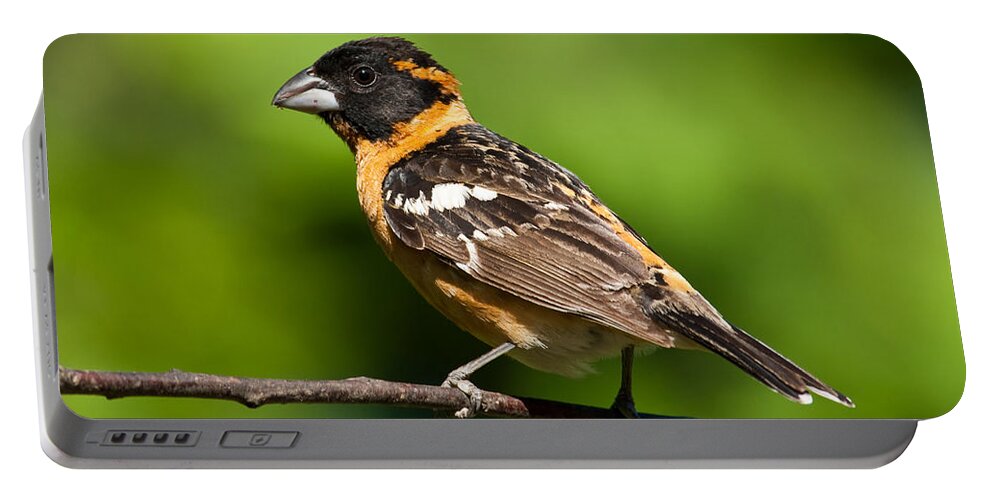 Animal Portable Battery Charger featuring the photograph Male Black Headed Grosbeak in a Tree by Jeff Goulden