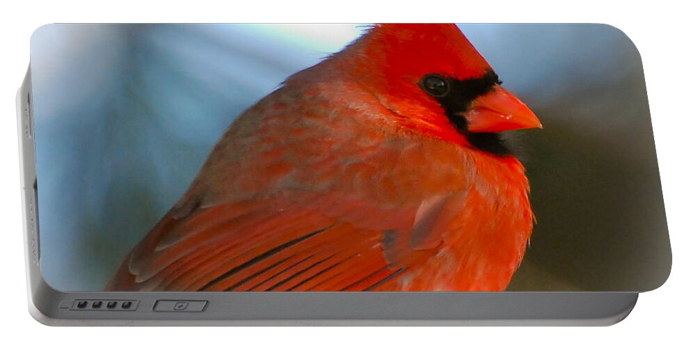 Male Cardinal Portable Battery Charger featuring the photograph Male Cardinal by Kerri Farley