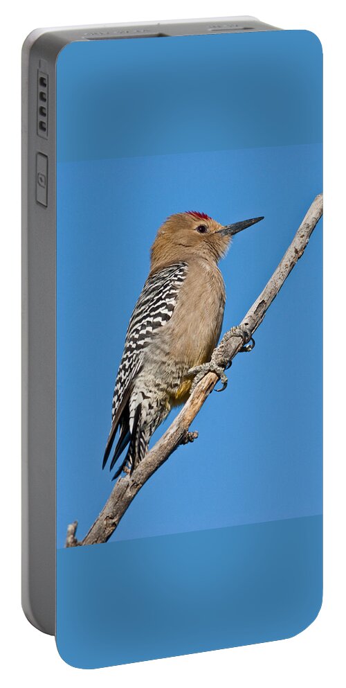 Animal Portable Battery Charger featuring the photograph Male Gila Woodpecker by Jeff Goulden