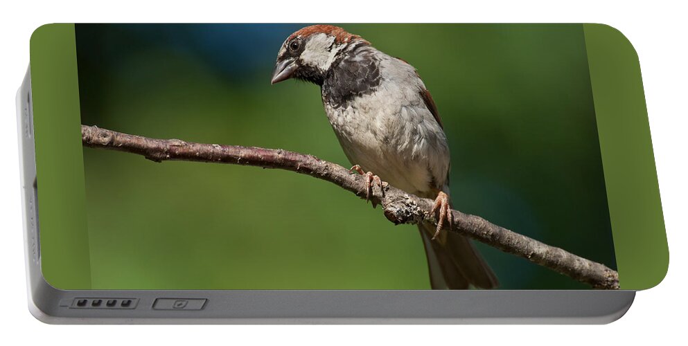 Animal Portable Battery Charger featuring the photograph Male House Sparrow Perched in a Tree by Jeff Goulden