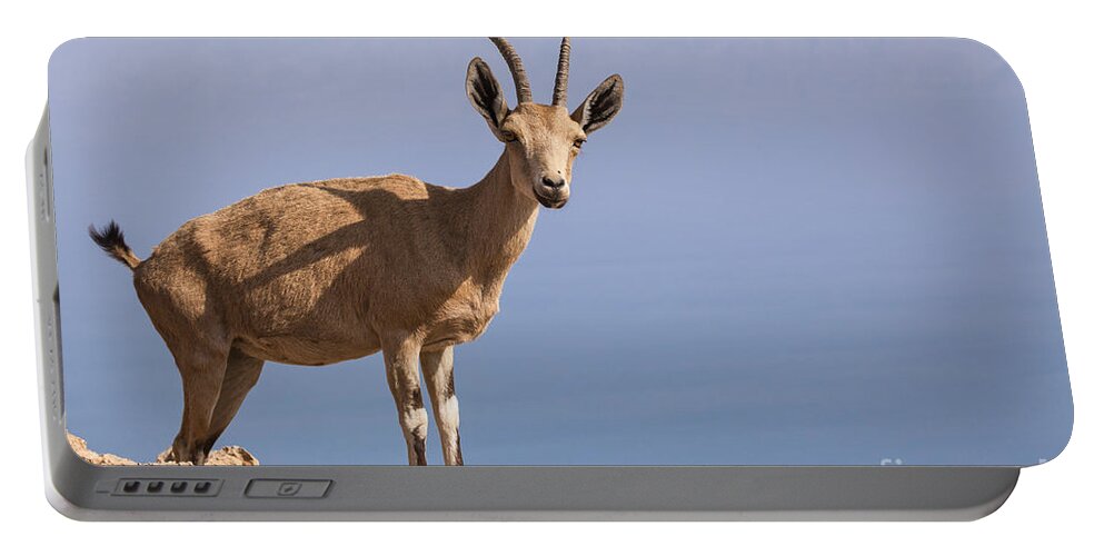 Ibex Portable Battery Charger featuring the photograph Male Nubian Ibex 1 by Eyal Bartov