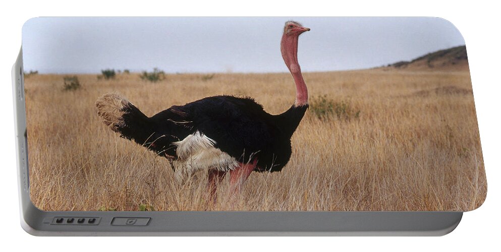 Africa Fauna Portable Battery Charger featuring the photograph Male Ostrich by Mary Beth Angelo