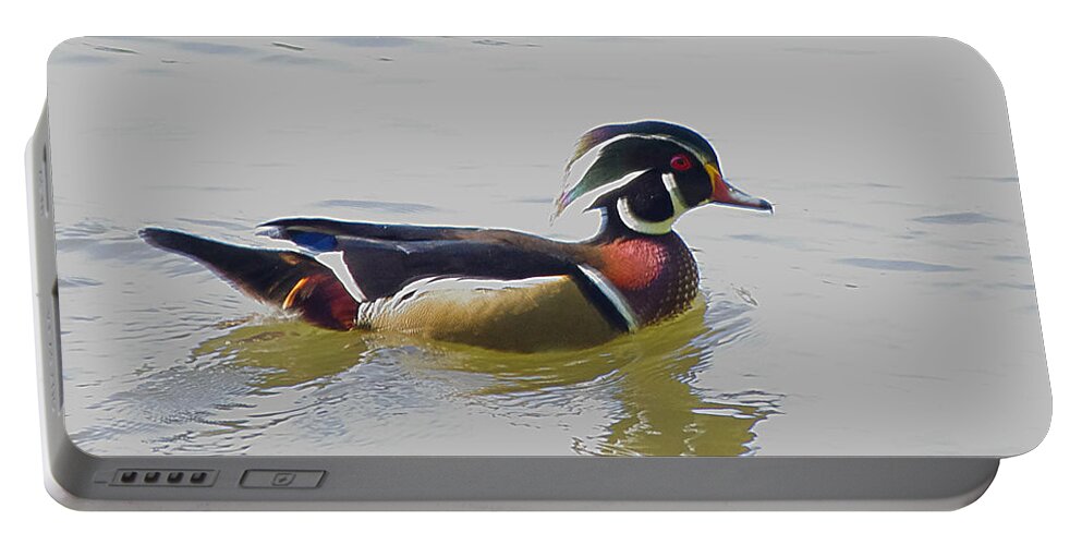 Wood Duck Portable Battery Charger featuring the photograph Male Wood Duck by Jenny Gandert