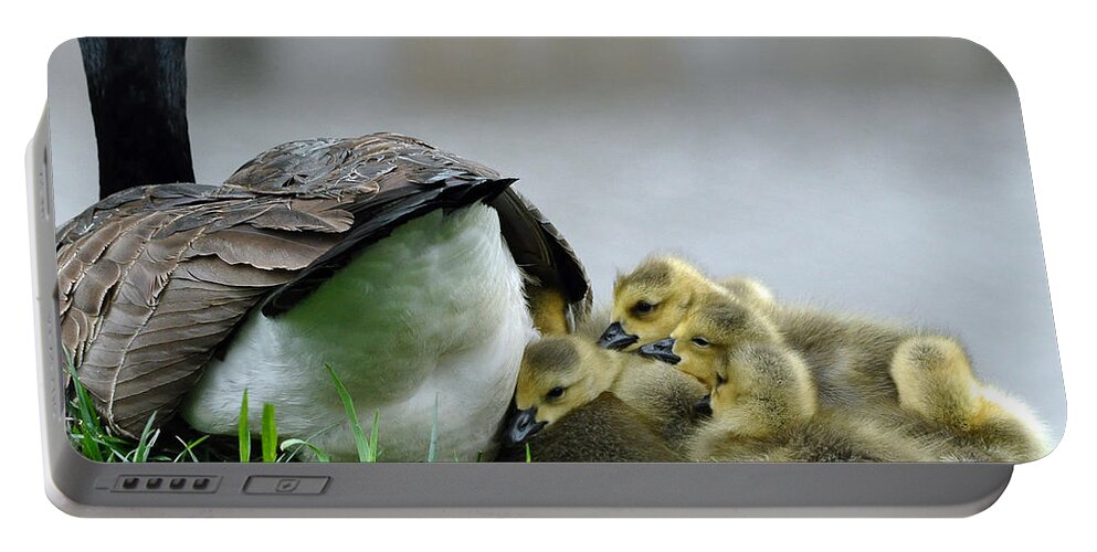 Landscapes Portable Battery Charger featuring the photograph Mama and Goslings by Lisa Phillips