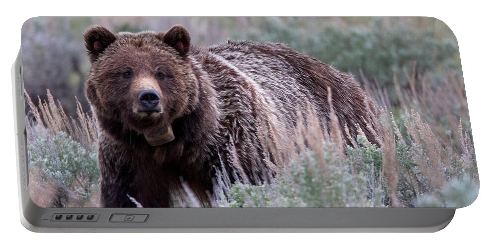 Grizzly Portable Battery Charger featuring the photograph Mama Grizzly by Natural Focal Point Photography