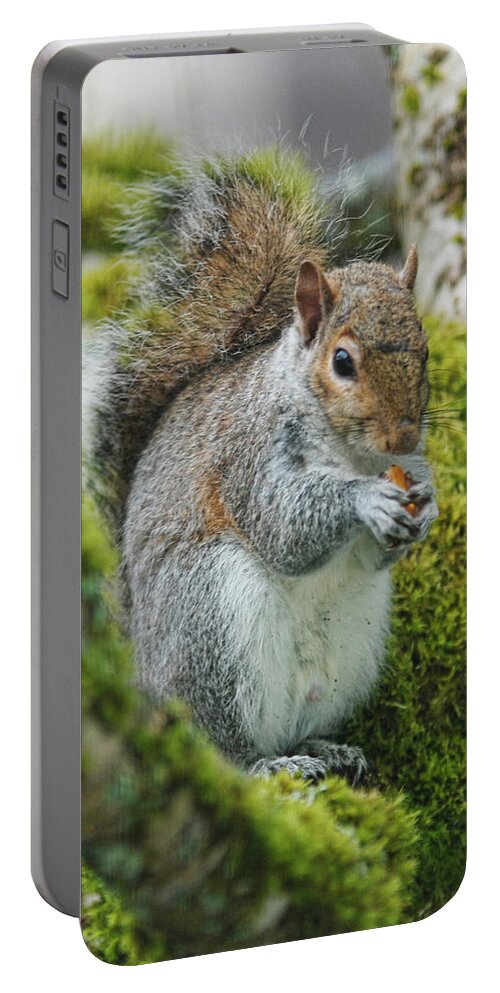 Squirrel Portable Battery Charger featuring the photograph Man this is good by Ron Roberts