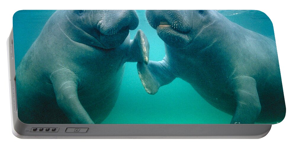 Manatee Portable Battery Charger featuring the photograph Manatee Pair by Douglas Faulkner