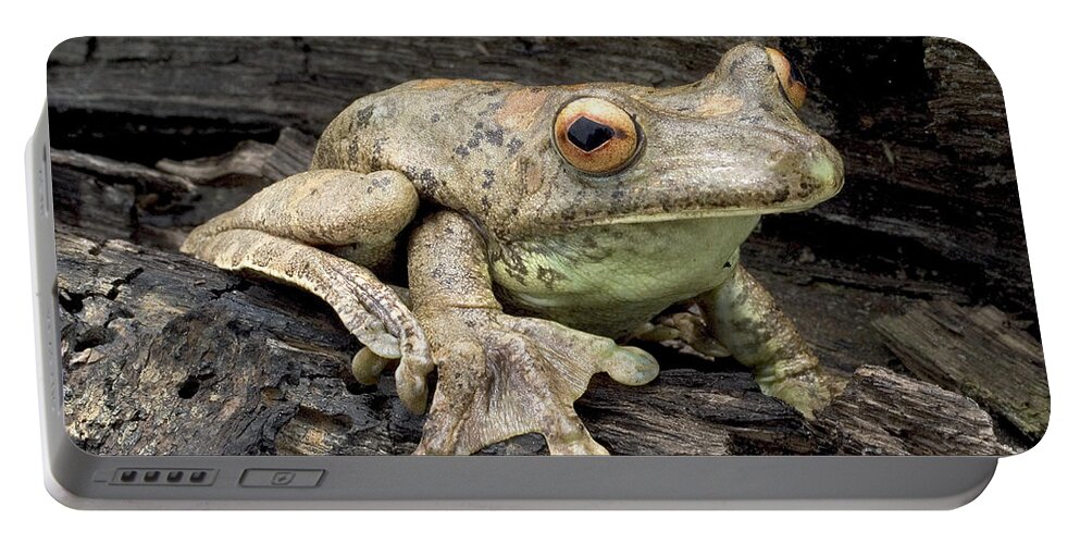 Map Treefrog Portable Battery Charger featuring the photograph Map Treefrog by Natures Images