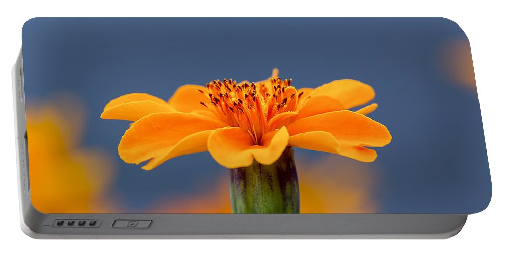 Flower Portable Battery Charger featuring the photograph Marigold Morning Blues by Bill and Linda Tiepelman