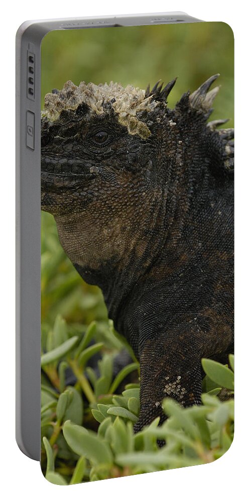 Feb0514 Portable Battery Charger featuring the photograph Marine Iguana Galapagos Islands by Pete Oxford