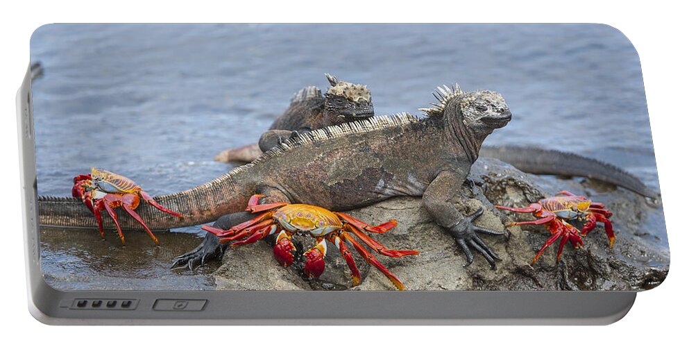 Tui De Roy Portable Battery Charger featuring the photograph Marine Iguana Pair And Sally Lightfoot by Tui De Roy