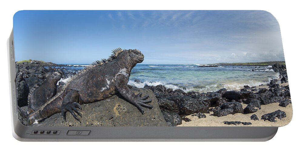 534132 Portable Battery Charger featuring the photograph Marine Iguana Santa Cruz Isl Galapagos by Tui De Roy