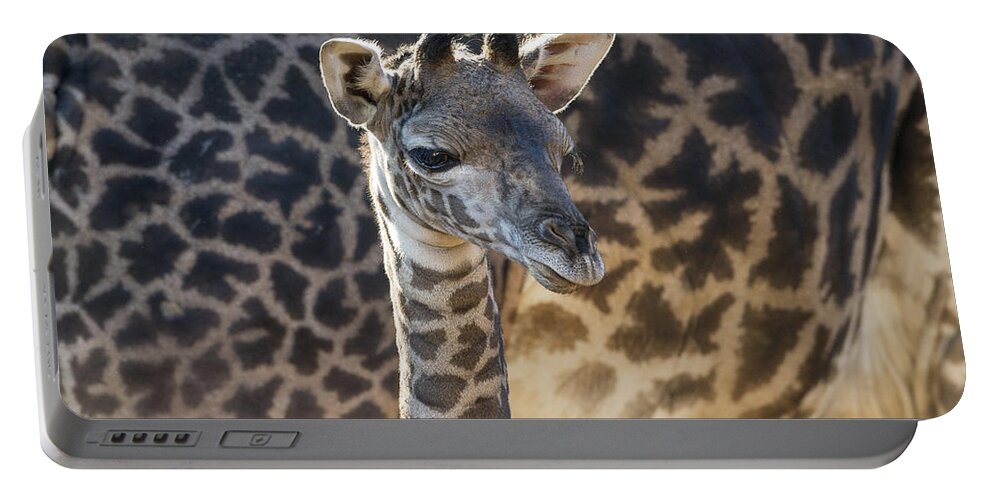 534557 Portable Battery Charger featuring the photograph Masai Giraffe Calf by Zssd