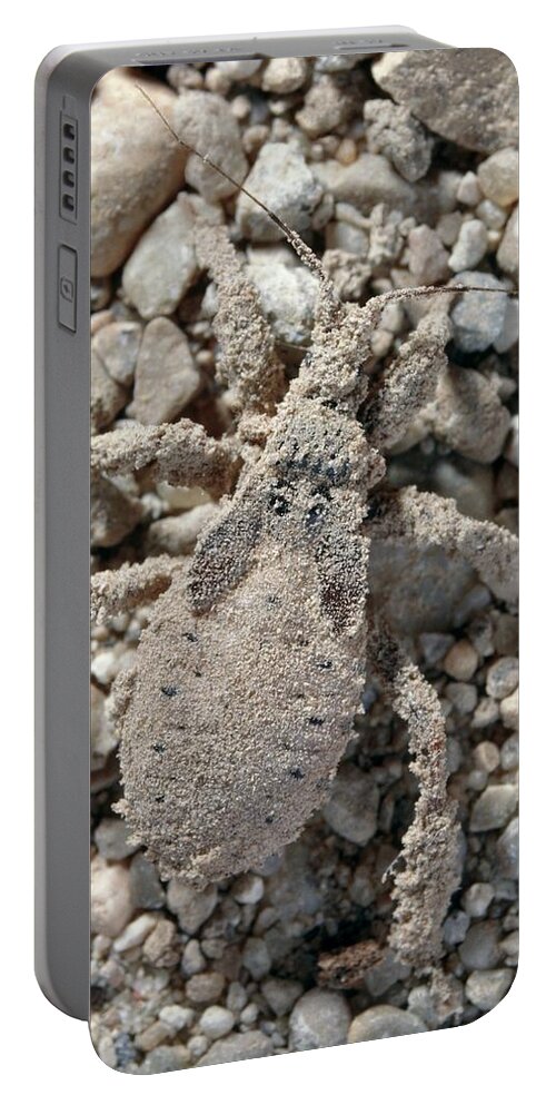 Animal Portable Battery Charger featuring the photograph Masked Hunter Bug by Perennou Nuridsany