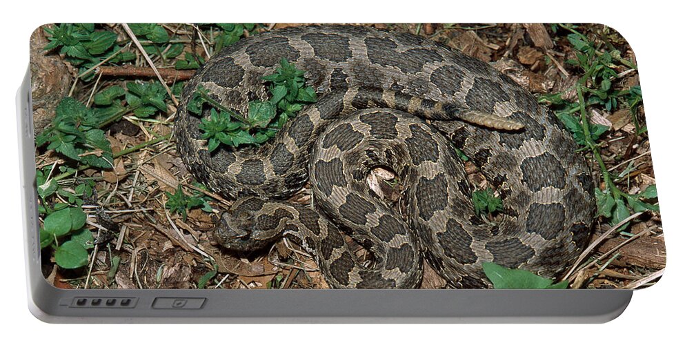 Animal Portable Battery Charger featuring the photograph Massasauga Rattlesnake by Karl H. Switak