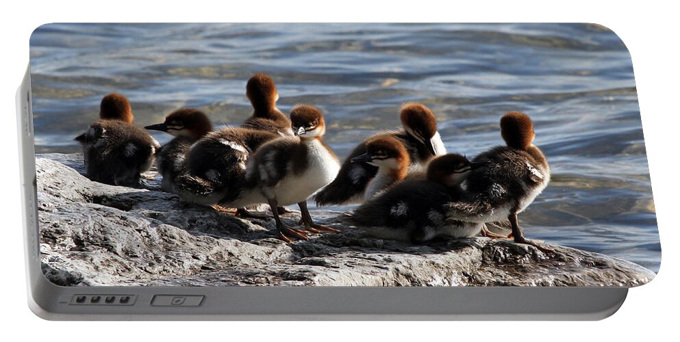 Merganser Portable Battery Charger featuring the photograph Merganser Ducklings by Jackson Pearson