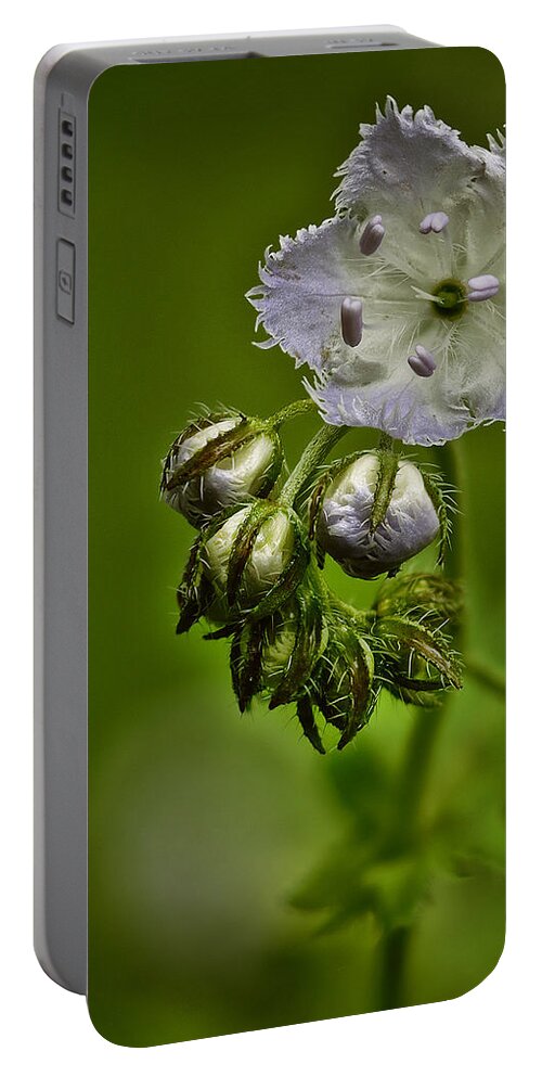 2011 Portable Battery Charger featuring the photograph Miami Mist by Robert Charity