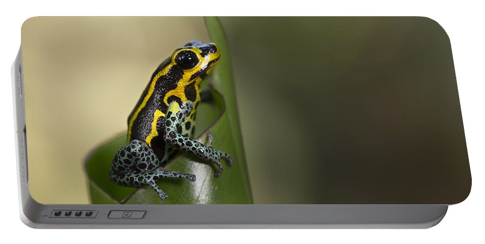 Cyril Ruoso Portable Battery Charger featuring the photograph Mimic Poison Frog Amazon Peru by Cyril Ruoso