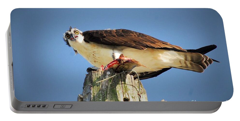 Osprey Portable Battery Charger featuring the photograph Mine by Quinn Sedam