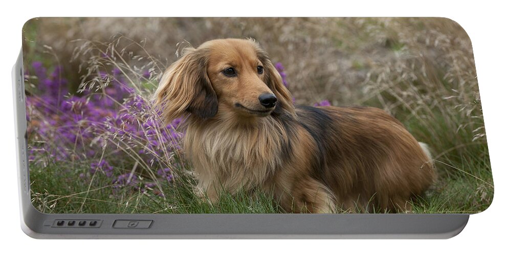 Dachshund Portable Battery Charger featuring the photograph Miniature Long-haired Dachshund by John Daniels