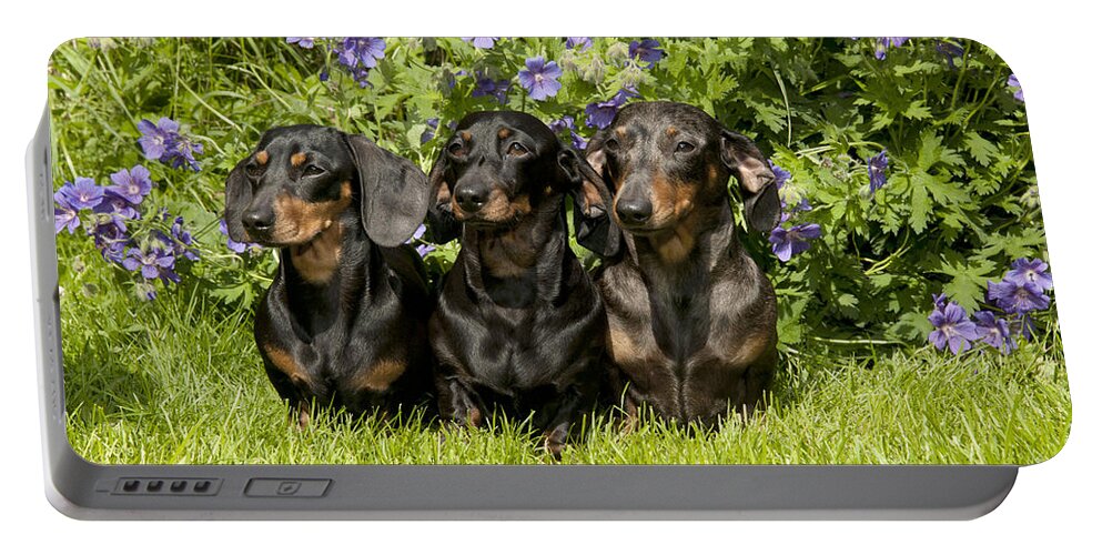 Dachshund Portable Battery Charger featuring the photograph Miniature Short-haired Dachshunds by John Daniels
