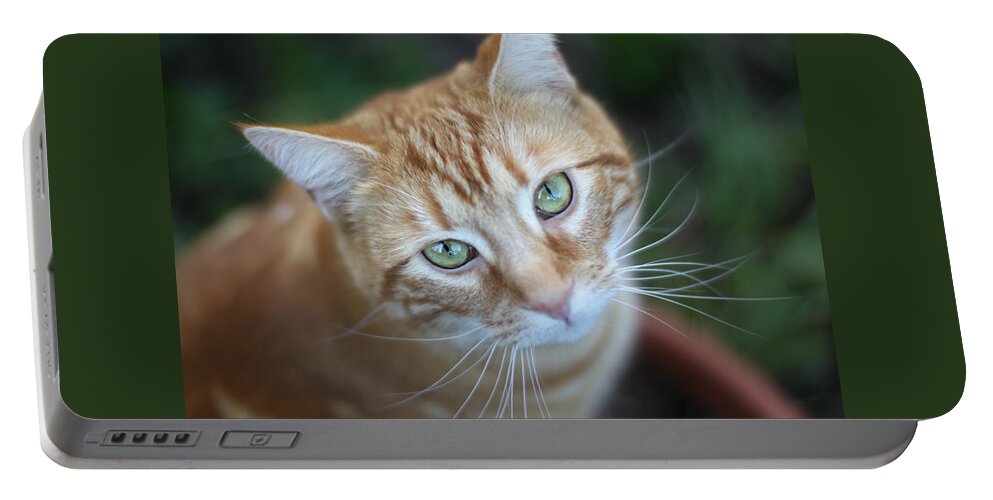 Kitten Portable Battery Charger featuring the photograph Miss Lucy McGillicuddy by Melanie Lankford Photography