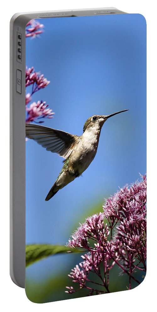 Hummingbird Portable Battery Charger featuring the photograph Modern Beauty by Christina Rollo
