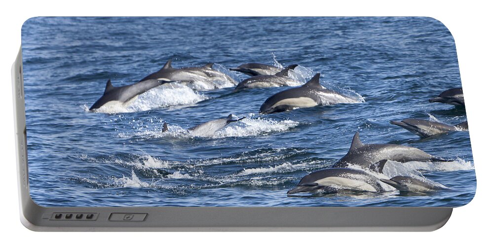 Dolphin Portable Battery Charger featuring the photograph Mom and Baby on the go by David Millenheft