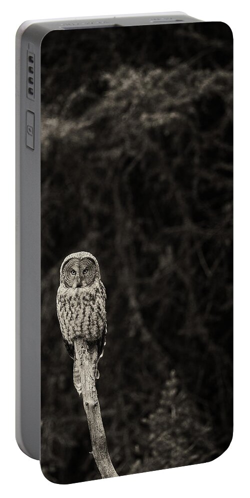 Great Gray Owl Portable Battery Charger featuring the photograph Monochrome Great Gray Owl by Max Waugh