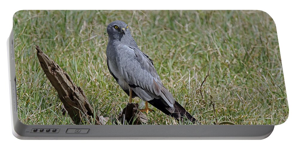 Montagu's Harrier Portable Battery Charger featuring the photograph Montagu's Harrier by Tony Murtagh