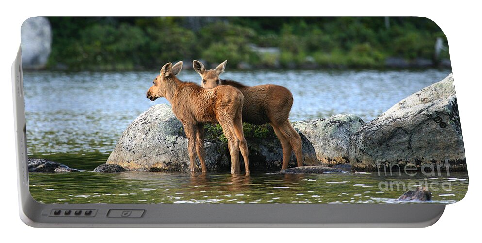 Moose Calves Portable Battery Charger featuring the photograph Moose Calves in Maine by Jeannette Hunt